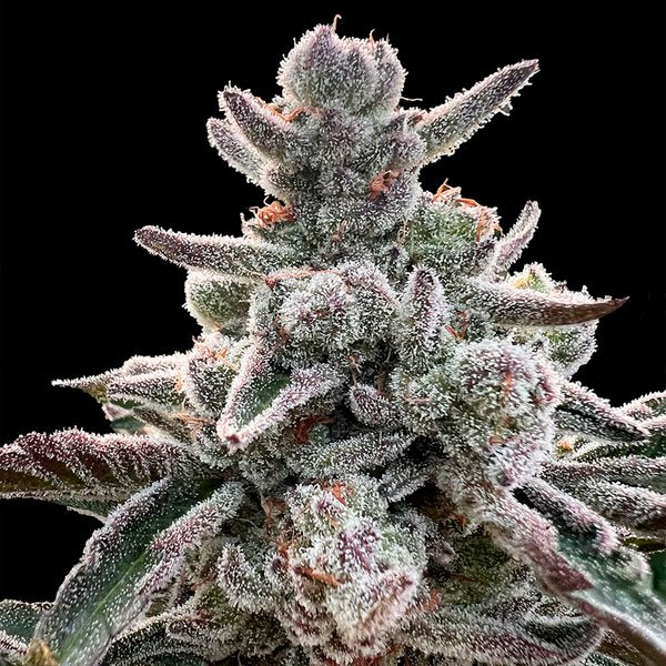 Polar Gelato  "by Sherbinskis"   10 ud Silent Seeds