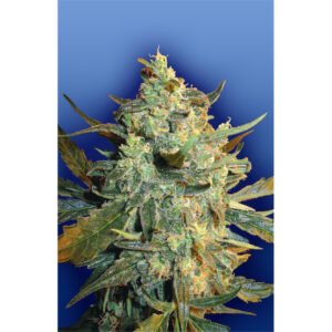 Power Skunk  5 u. fem. Flying Dutchmen