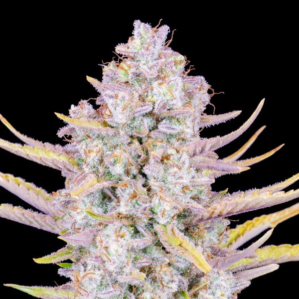 Purple Punch Auto 1 u. fem. FastBuds Seeds