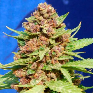 Purple Punch Cookies 3 u. fem. Original Sensible