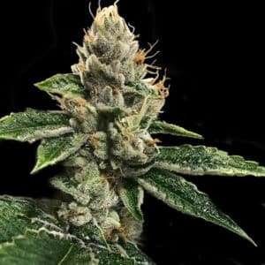 RP´43 - 5 u. fem. DNA Genetics