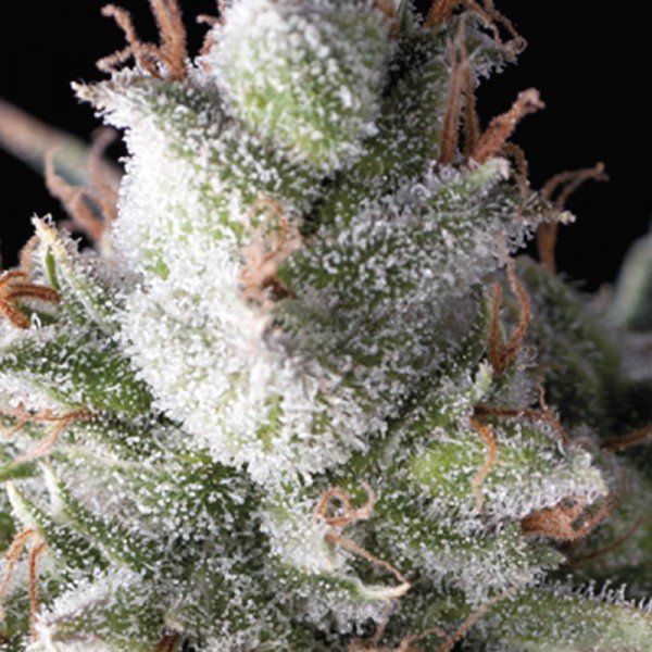 Ramses 5 u. fem. Pyramid Seeds