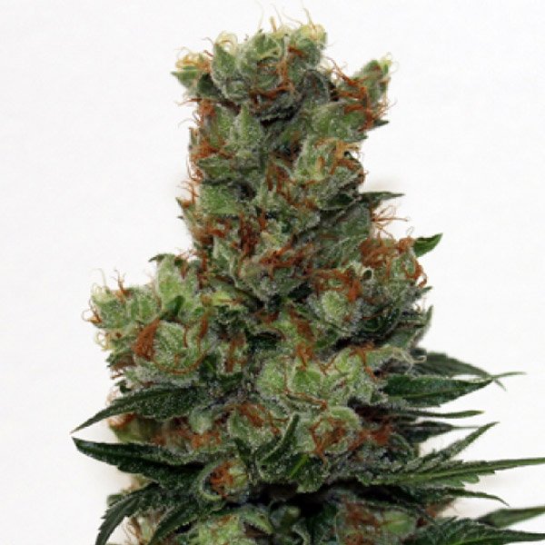 Ripper Badazz 5 u. fem. Ripper Seeds