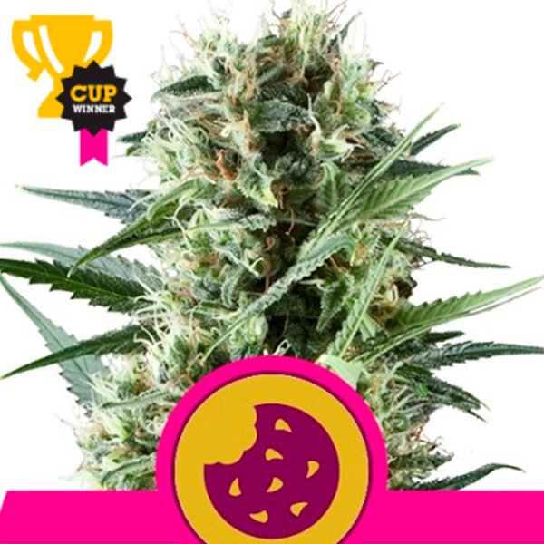 Royal Cookies 5 u. fem. Royal Queen
