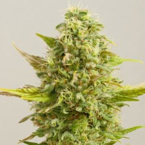 Royal Kush 5u. G13 Labs