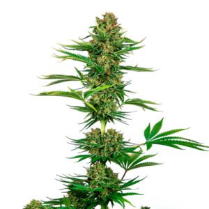 Satin Black Domina CBD 5 u. fem. Sensi Seeds