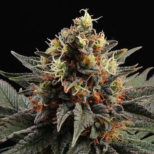 Sativa Dream 1 u. fem. Kannabia Seeds