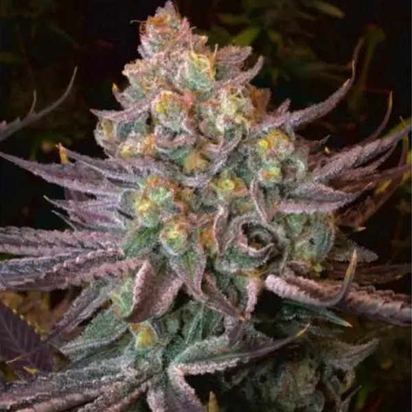 Seriotica 6 u. Fem. Serious Seeds