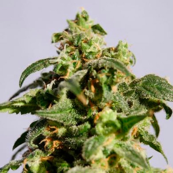 Skunk+   5 u. fem. Kannabia Seeds