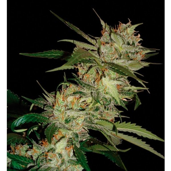 Sleestack x Skunk 6 u. reg. DNA Genetics
