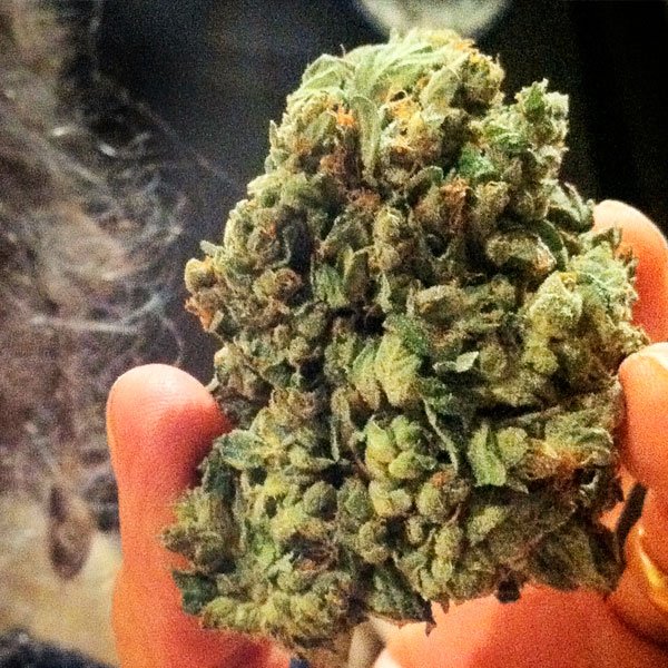 So G Kush 5 u. fem. Soma Seeds