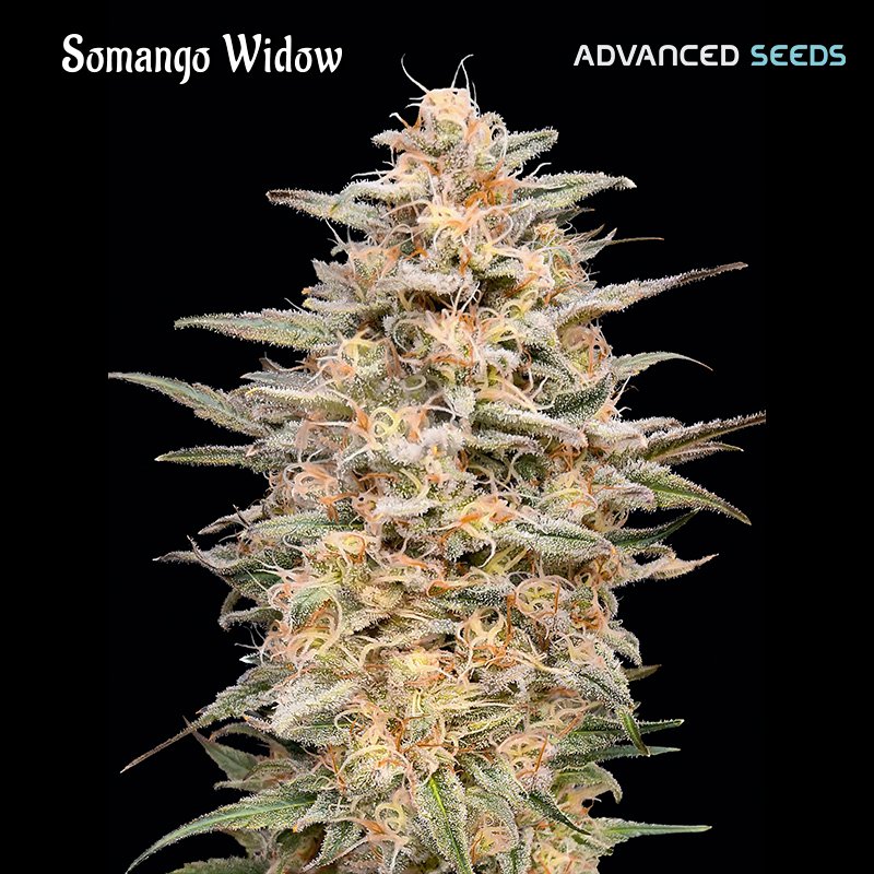 Somango Widow 25 u. fem. Advanced Seeds
