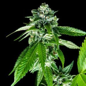Sorbet Dreams 5 u. fem. DNA Genetics