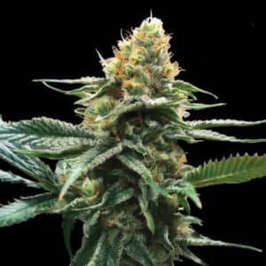 Sour Sorbet 10 u. fem. DNA Genetics