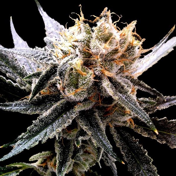 Sour Tangie 6 u. reg. RP DNA Genetics