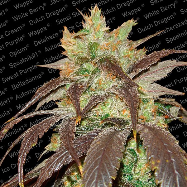 Spoetnik #1 -  3 u. fem. Paradise Seeds