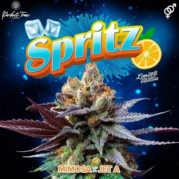 Spritz 6 u. fem Perfect Tree