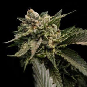 Strawberry Sorbet 5 u. fem. DNA Genetics