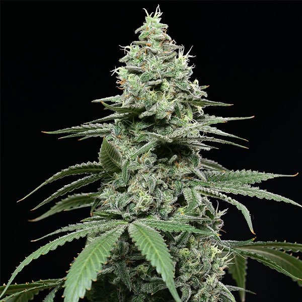 Sunset Pie 6 u. fem Cookies Seed Bank