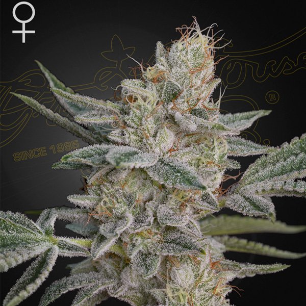 Super Lemon Haze x RS11 - 1 u. fem. Green House