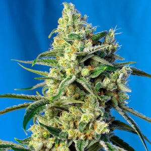 Sweet Amnesia Haze   3+1 u. fem. Sweet Seeds