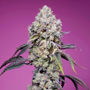 Sweet Mandarine Zkittlez F1 Fast Version   3+1 u. fem. Sweet Seeds