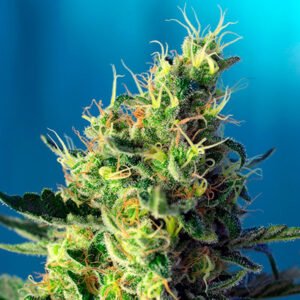 Sweet Pure CBD   3+1 u. fem. Sweet Seeds