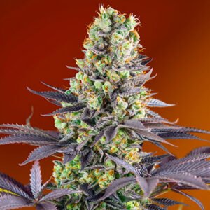 Sweet Zenzation 5+2 u. fem. Sweet Seeds