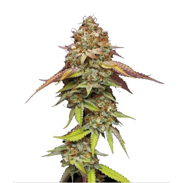 Terp & Tonic fem. 5 u. Seedstockers Superior