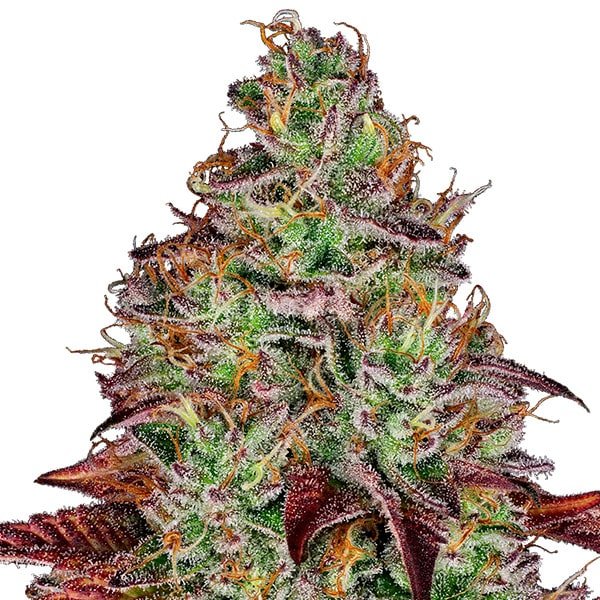 Tezla OG 1 u. fem. Sensi Seed Research