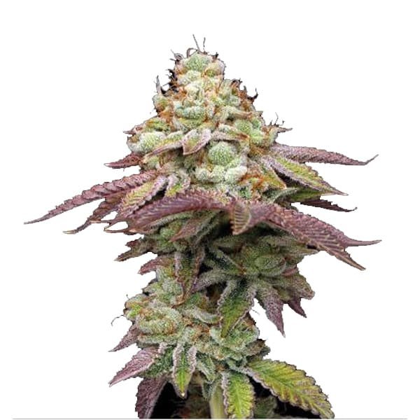 Tropical Zmoothie fem. 5 u. Seedstockers Superior