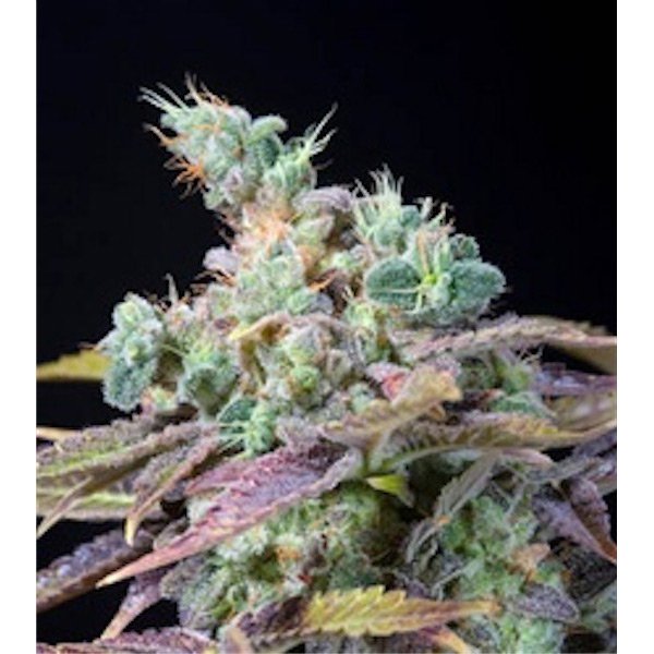 Txomango  5 u. fem. Genehtik Seeds