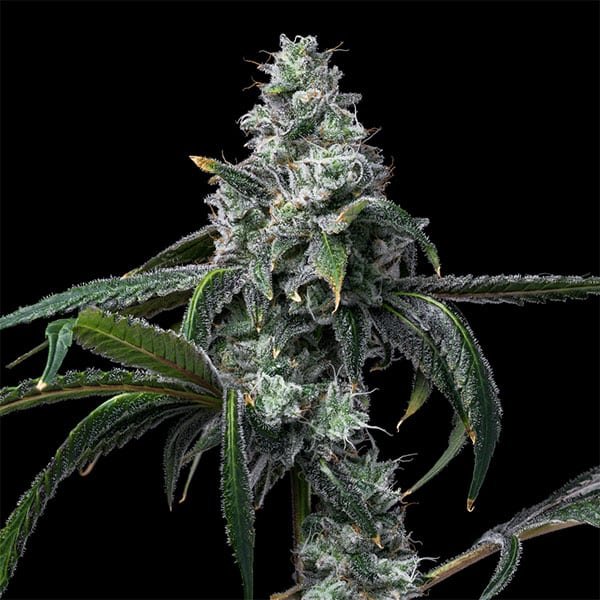 UK Cheese X Hollywood 6 u. fem Cookies Seed Bank