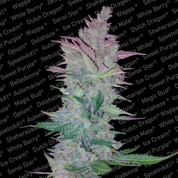 Vertigo 3 u. fem. Paradise Seeds
