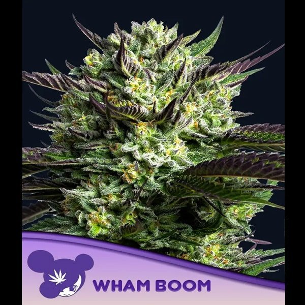 WHAM BOOM 5 u. fem Anesia
