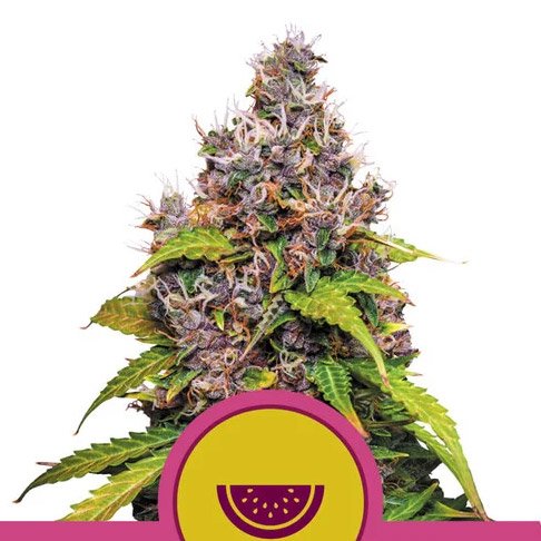Watermelon 10 u. fem. Royal Queen