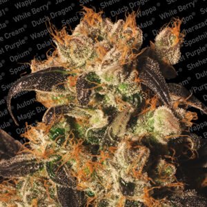 White Berry 5 u. fem. Paradise Seeds
