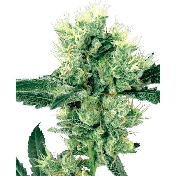 White Haze 10 u. reg. White Label