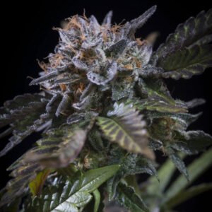 White Noise 3 u. fem. Paradise Seeds