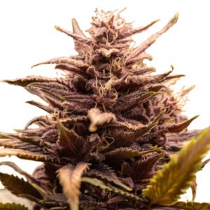 White Raspberry Truffle  5 u. fem. Original Sensible
