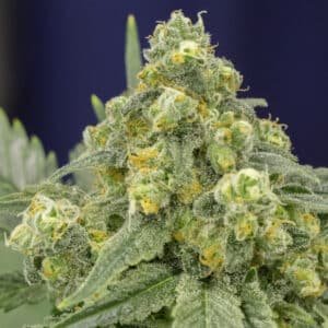 White Widow 5 ud Silent Seeds
