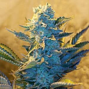 White Widow 5u. G13 Labs