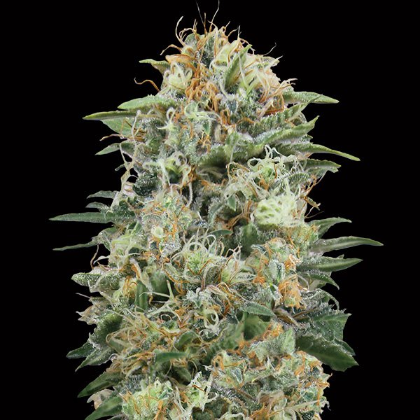 White Widow CBD  25 u. fem. 00 Seeds
