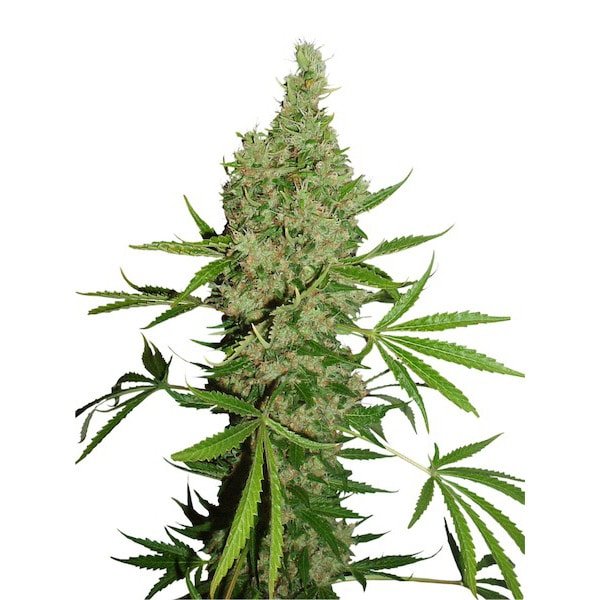 White Widow x The Ultimate 10 u. reg. Dutch Passion