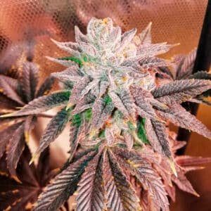 Z Head  5 u. fem One Shot Edition Grateful Seeds