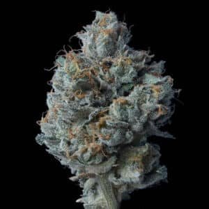 Zallah Bread 5 u. fem. DNA Genetics