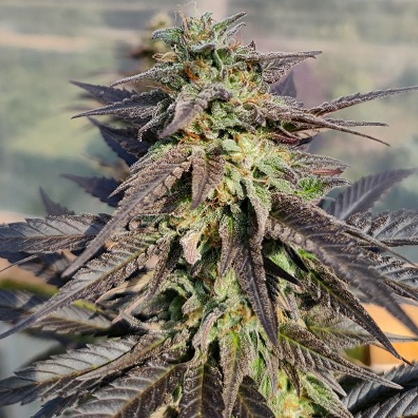 Zamaldelica x Kali China 5 u. fem. Ace Seeds