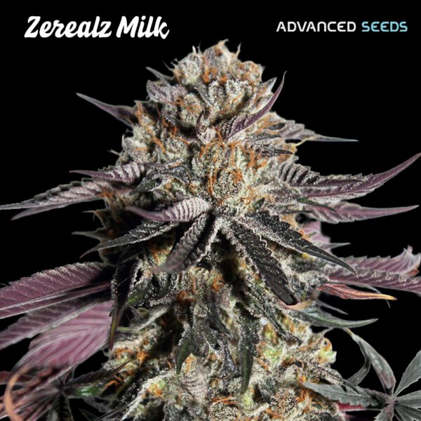 Zerealz Milk 100 u. fem. Advanced Seeds