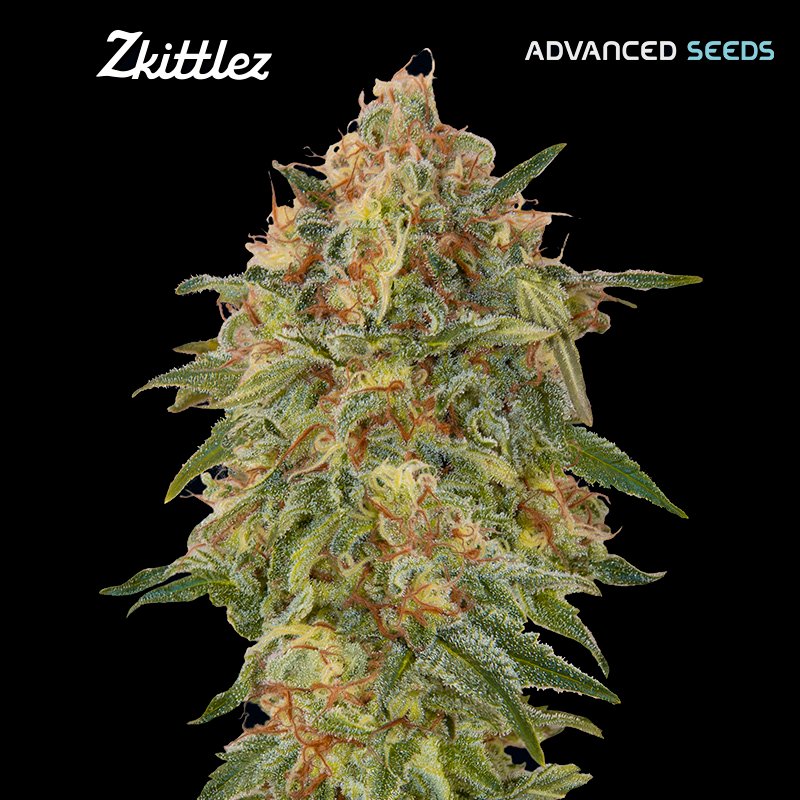 Zkittlez 25 u. fem. Advanced Seeds