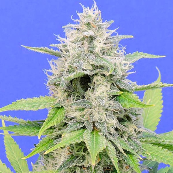 Zkittlzy Gorilla 10 u. fem. Original Sensible